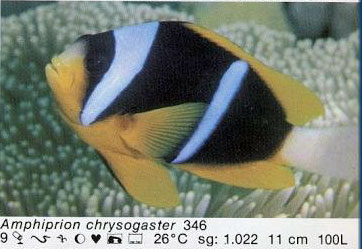 Amphiprion chrysogaster